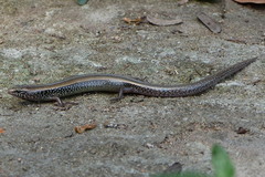 Riopa albopunctata