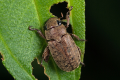 Adoretus compressus