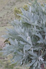 Cussonia paniculata