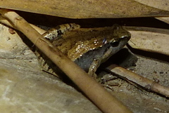 Microhyla mymensinghensis