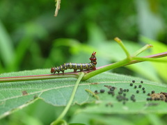 Didugua argentilinea