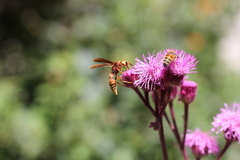Montezumia ferruginea
