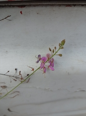 Desmodium distortum