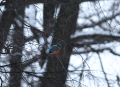 Alcedo atthis