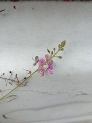 Desmodium distortum