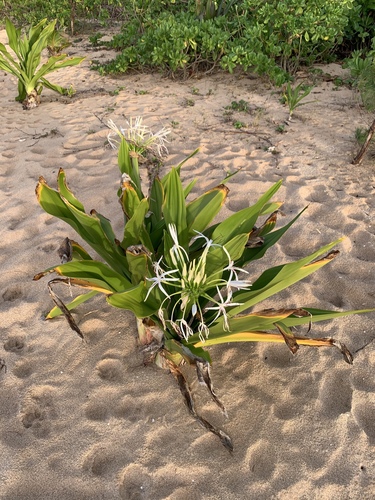 Crinum asiaticum observed 2021-02-19