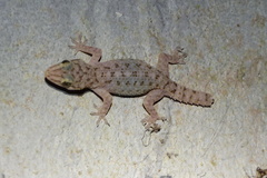 Hemidactylus kushmorensis