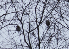 Carduelis carduelis