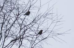 Carduelis carduelis