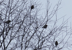 Carduelis carduelis