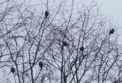 Carduelis carduelis