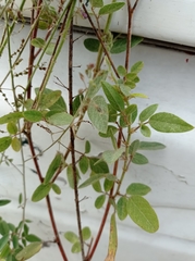 Desmodium distortum