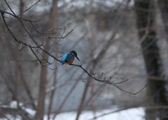 Alcedo atthis