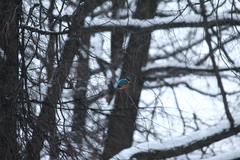Alcedo atthis