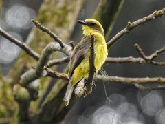Lemon-Browed Flycatcher photo 3