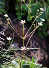 Alepidea