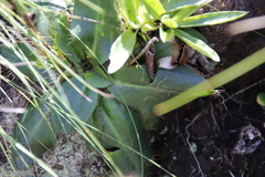 Alepidea