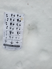 Urocyon cinereoargenteus cinereoargenteus