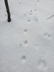 Urocyon cinereoargenteus cinereoargenteus