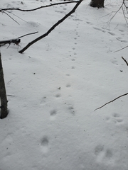 Urocyon cinereoargenteus cinereoargenteus