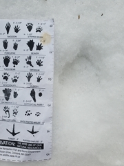 Urocyon cinereoargenteus cinereoargenteus