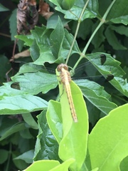 Erythrodiplax atroterminata