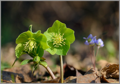 Helleborus viridis viridis