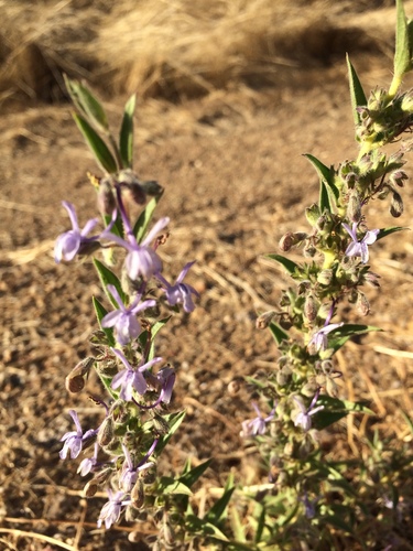 iNaturalist observation photo of Vinegar Weed