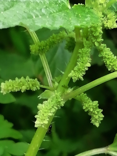 Mediterranean Nettle