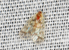 Saccharodite chrysonoe