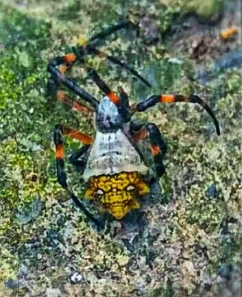 Argiope argentata image