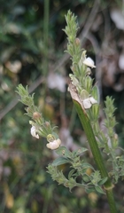 Justicia wynaadensis