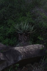 Aloe ferox