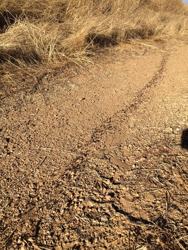iNaturalist observation photo of Andre's Harvester Ant