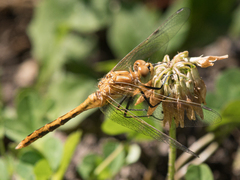 Sympetrum pallipes