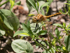 Sympetrum pallipes
