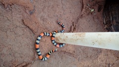 Micrurus brasiliensis