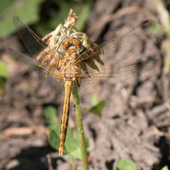 Sympetrum pallipes