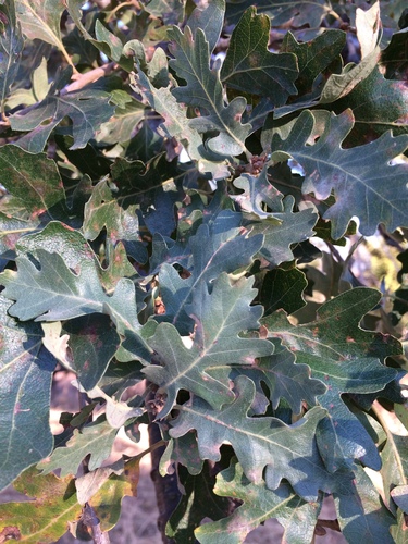 iNaturalist observation photo of valley oak