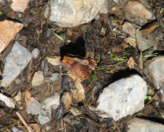 Hypanartia cinderella