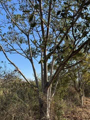 Ficus trigonata