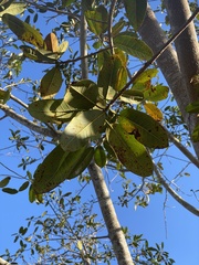 Ficus trigonata