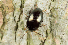 Amarygmus