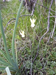 Narcissus triandrus pallidulus