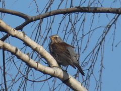 Turdus pilaris
