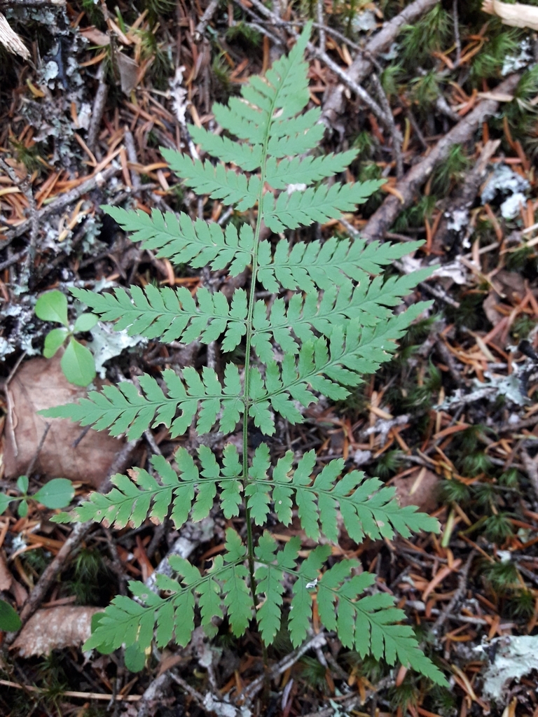 triploid wood fern
