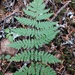 Triploid Wood Fern - Photo (c) James Pagé, some rights reserved (CC BY-NC), uploaded by James Pagé