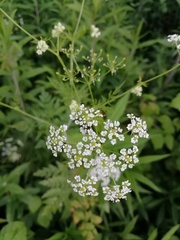 Chaerophyllum bulbosum