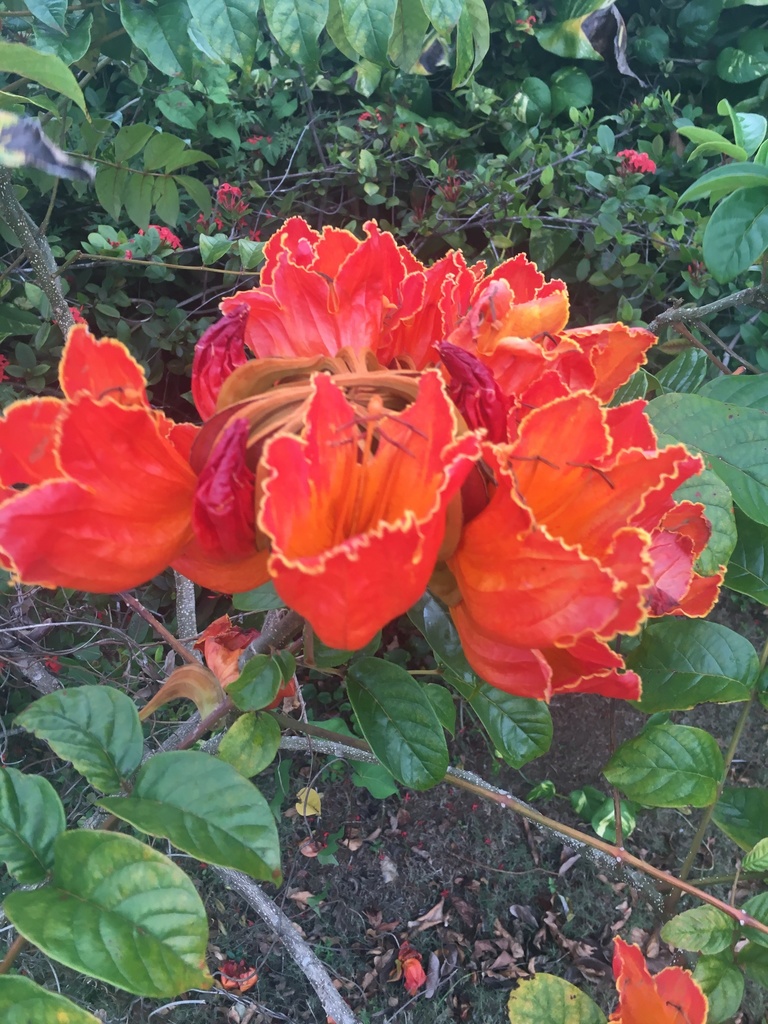 African tulip tree from Puerto Rico, Arecibo, PR, US on April 29, 2019