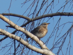 Turdus pilaris